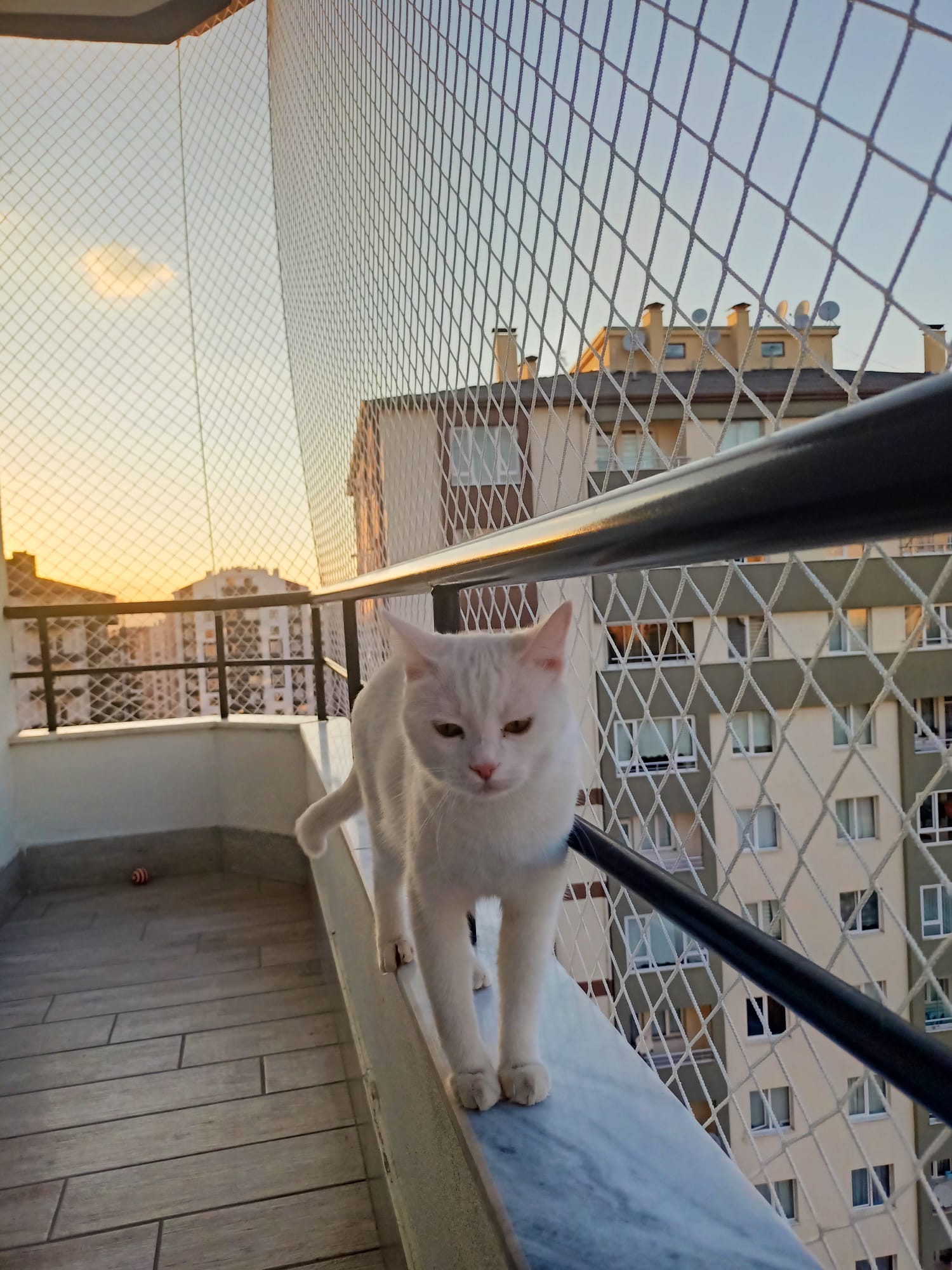 Afyon Kedi Filesi